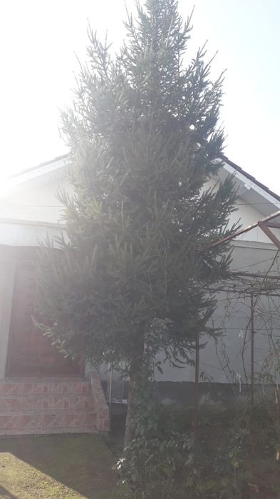 Brad de vânzare , 8 metri