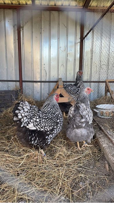 Vand oua Wyandotte Argintiu negru si albastru