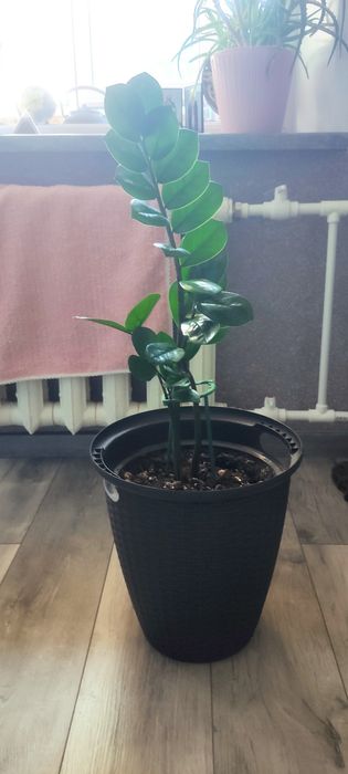 Продам комнатные растения