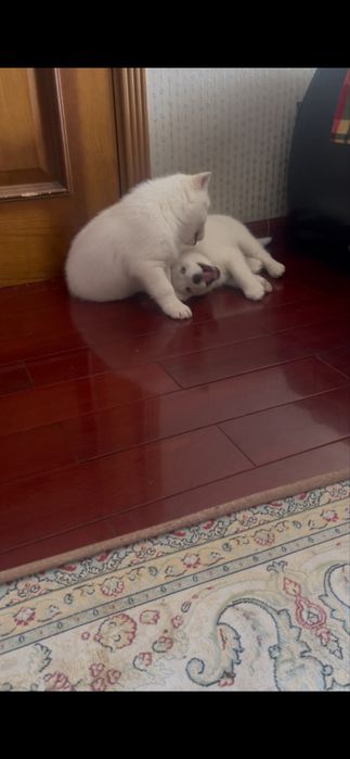 Белые хаски только в Питомнике Хаски Планета