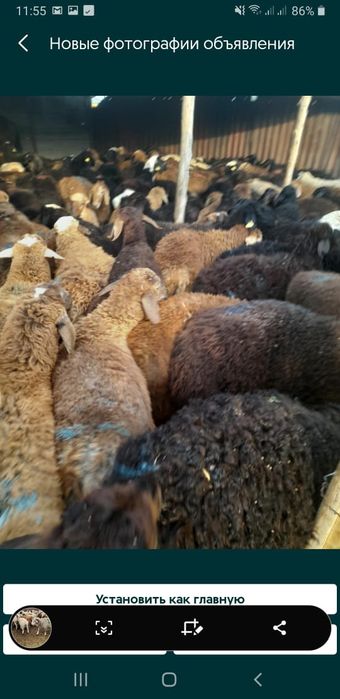 Қой,Тоқты,кой,токты