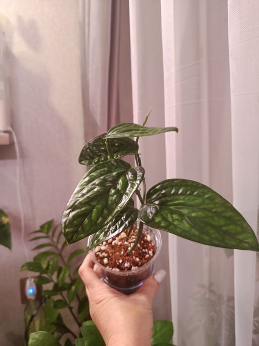 Продам комнатные цветы разные