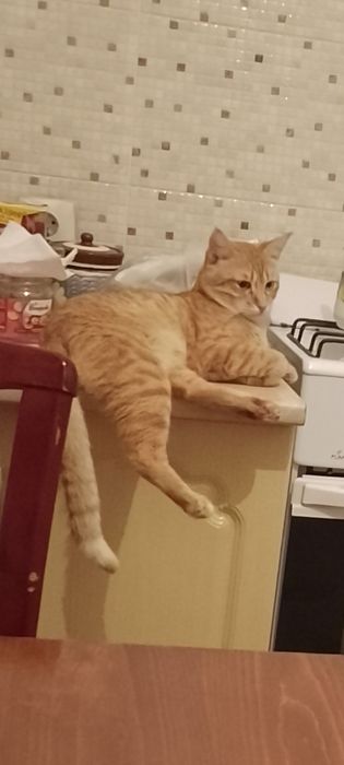 ТАРЗАН и ТАЙСОН ищут добрый дом