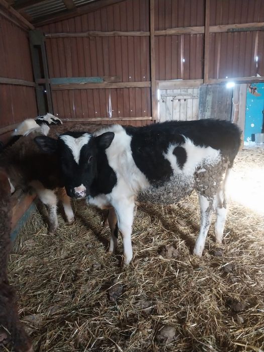 Продам КРС (бычки, 6 голов, 9-11мес))