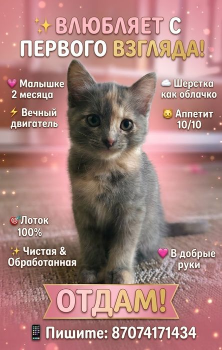 Отдам котенка в добрые руки