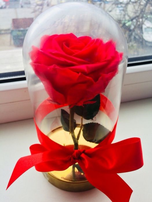 Trandafir rosu roze xxl 150 lei