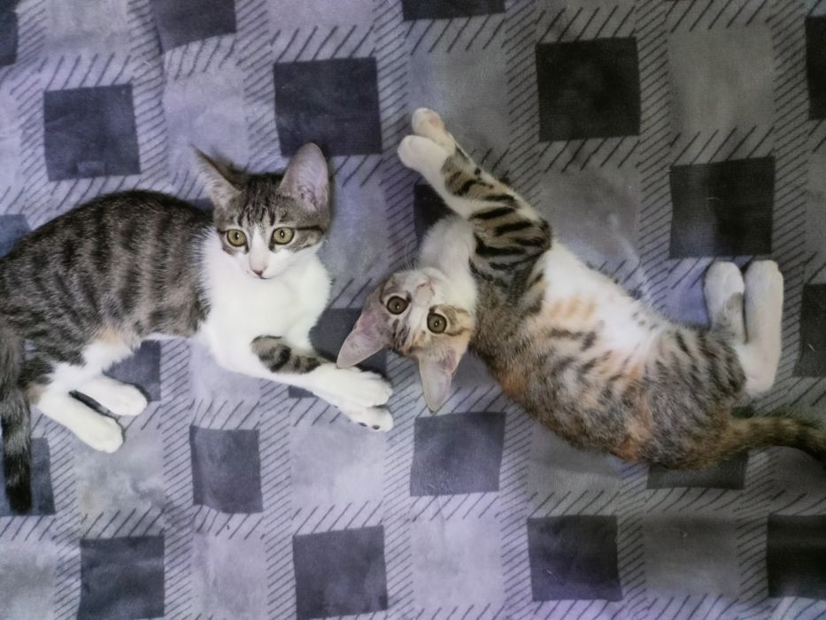 Отдам котят-девочек