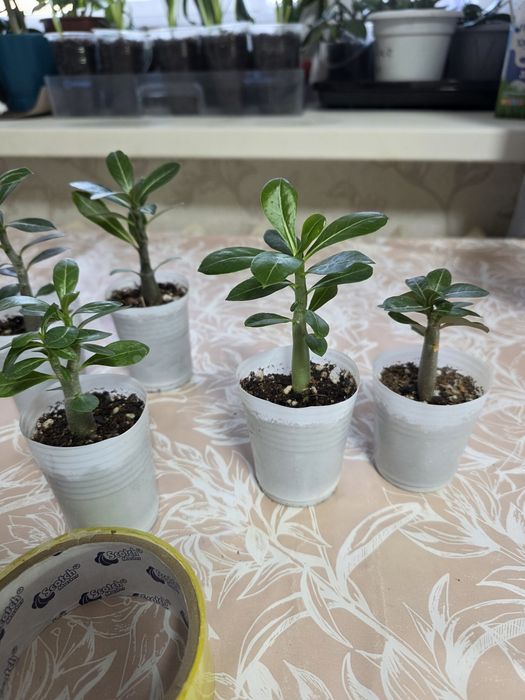 Адениумы разных сортов.