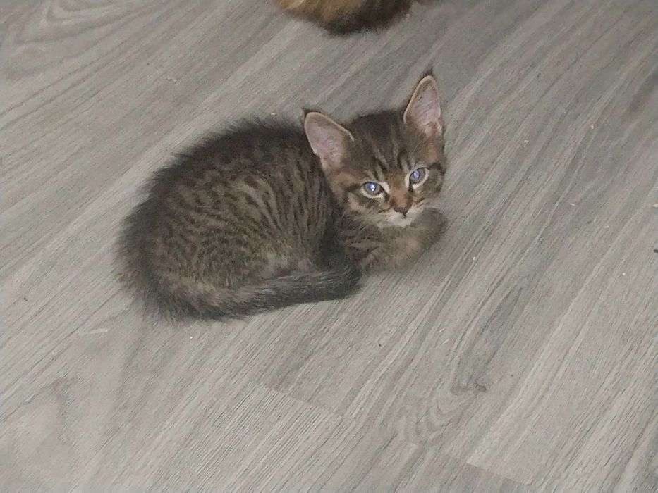 Котенок мальчик даром.