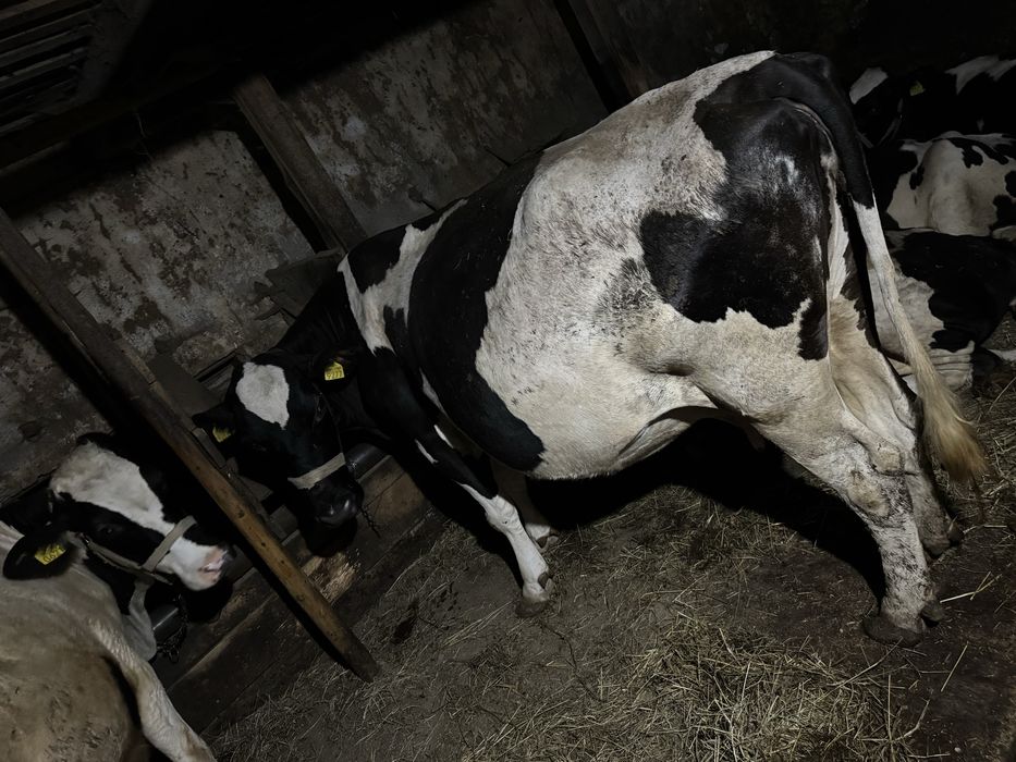 Vaca gestanta in luna 8