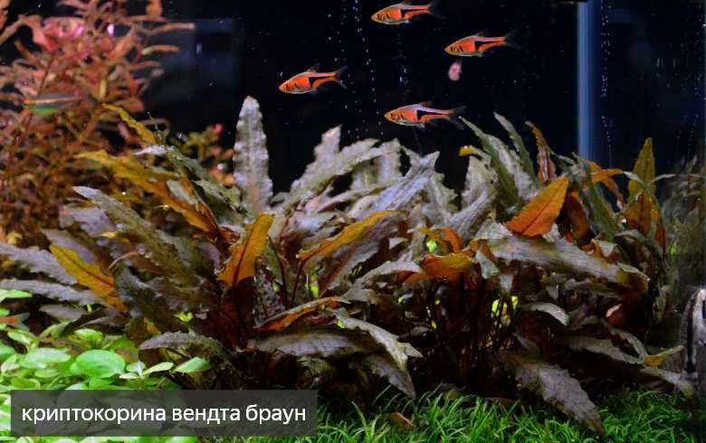 аквариумные растения