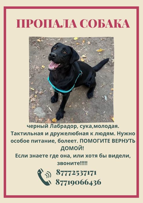 Потерядась собака