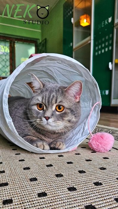 Cazare animale de companie - Pet hotel pisici