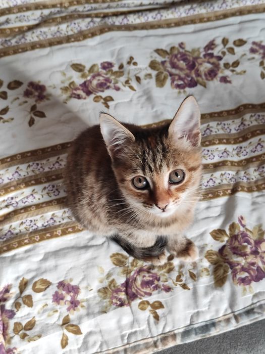 Отдам котята бауырластар 2