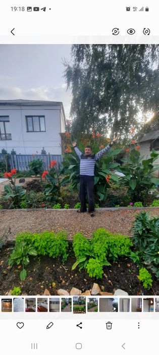 цветы канны.очень красивые.