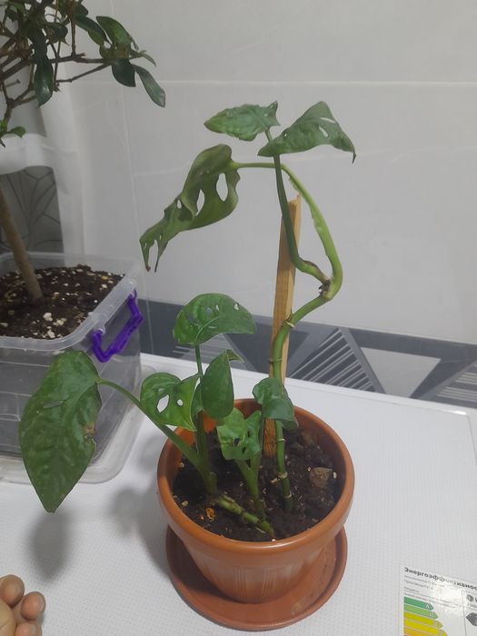 SKIDKA Монстера Monstera Mankey 29 ming so'm tarelkalkasiz