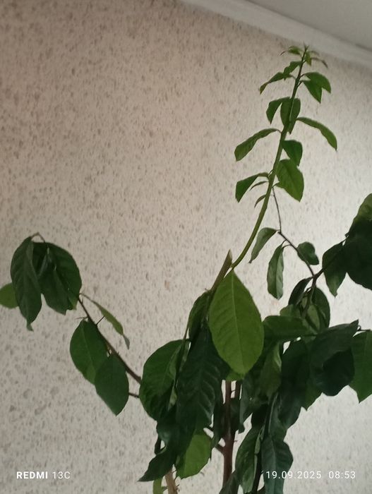 Продается лимонное дерево