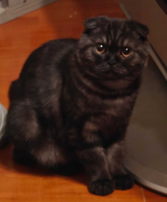 Кот шотландский девочка