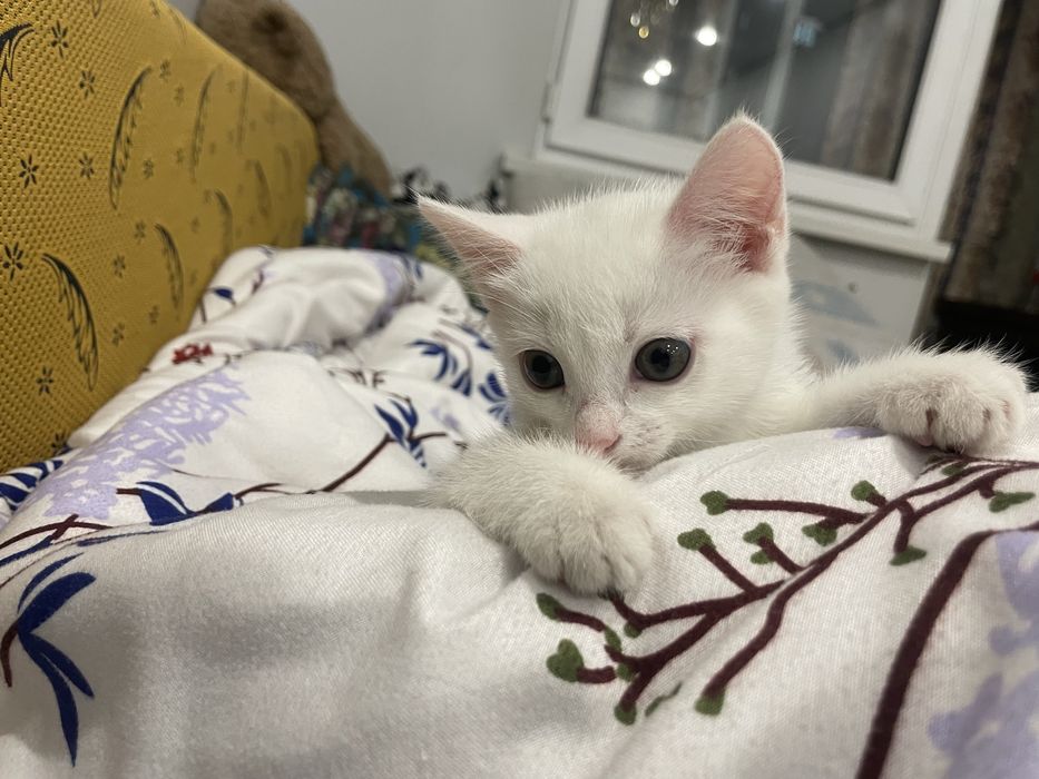 Отдам котенка в добрые руки