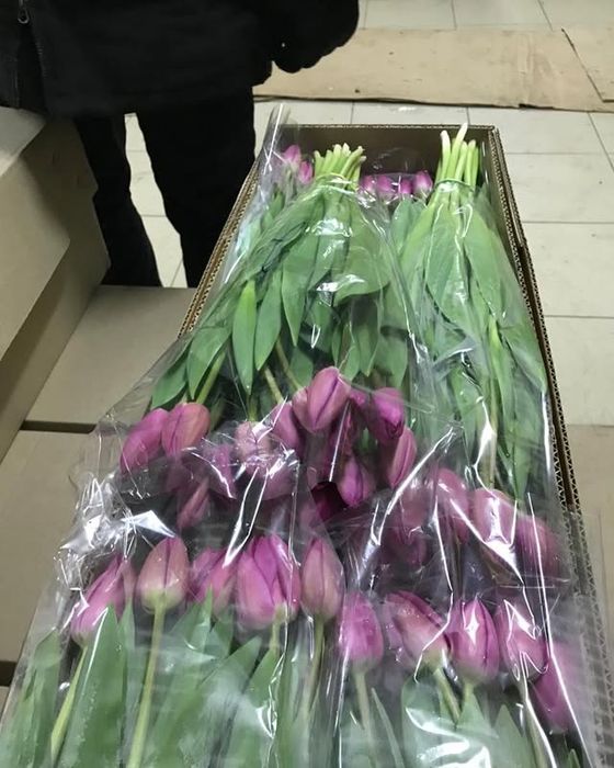 Свежие тюльпаны оптом