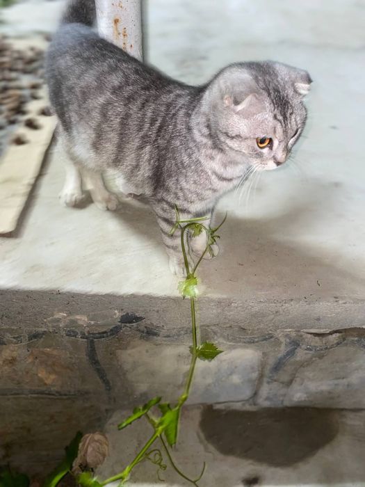 Yalangoch qizlar hammomda video