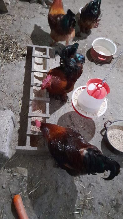 Vând cocoși diferite rase.