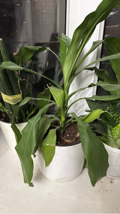 Комнатные цветы для дома