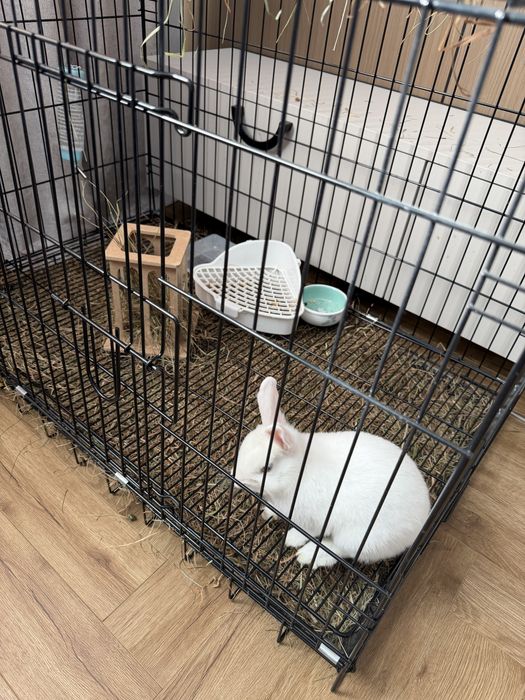 Продам ручного кролика