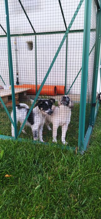 Căței pentru adoptie