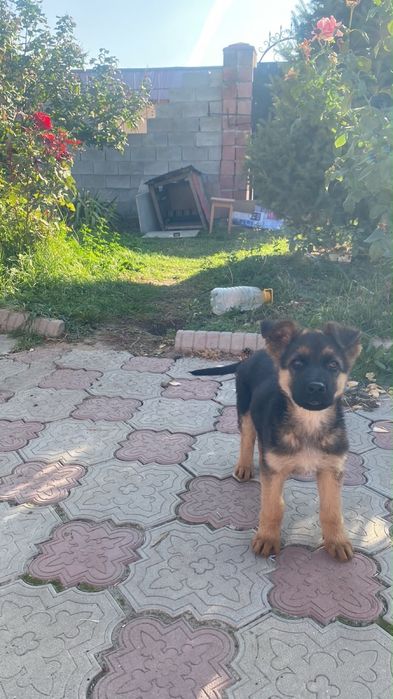 Продам щенка овчарки