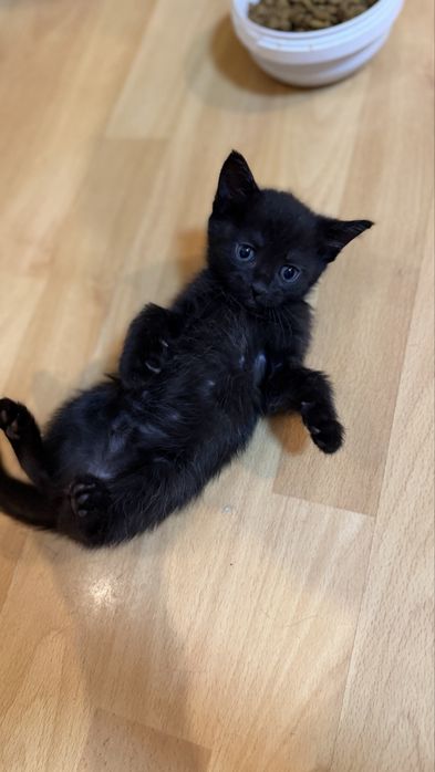 Отдаю котят бесплатно!