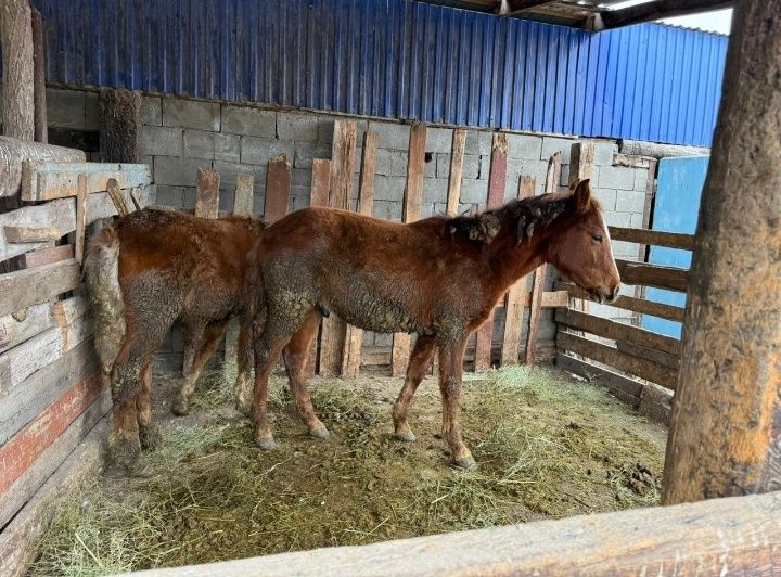 Жабағы таилар сатылады
