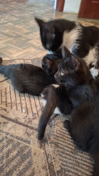 Котята черные,коричневый