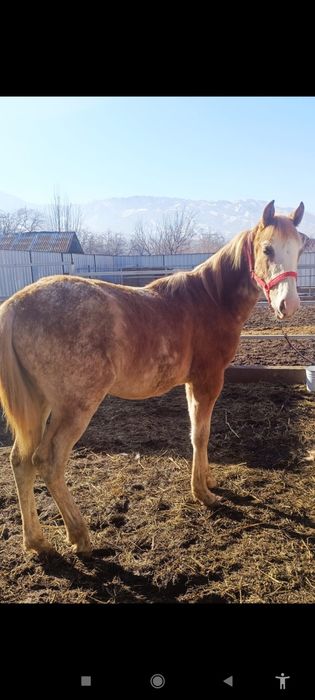 Продам жеребенка