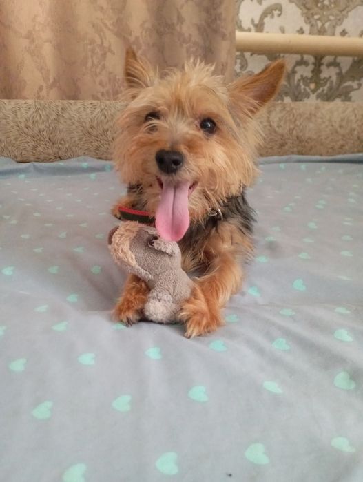 Мальчик на вязку