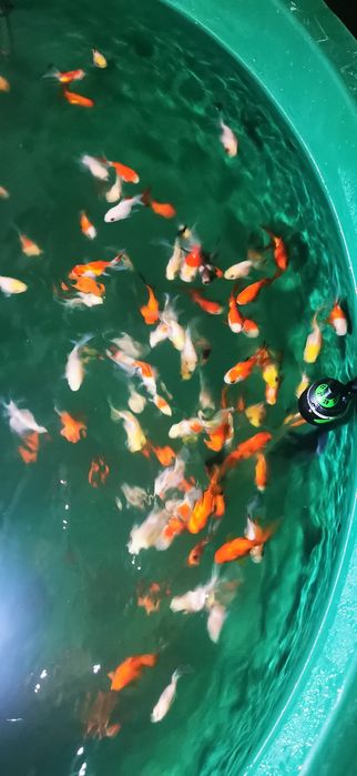 Pești acvariu GOLDFISH