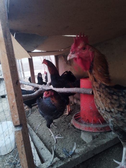 Хуроз  товуклар сотилади ёш