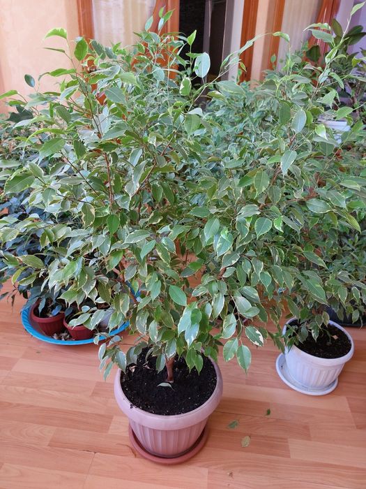 Цветы для дома и офиса