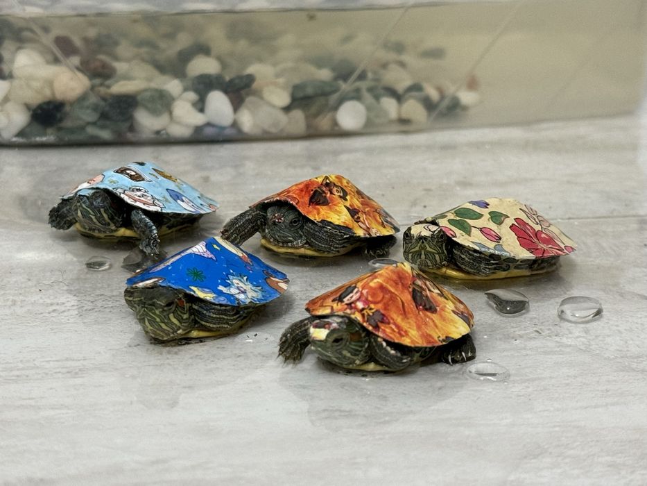 черепаха  для аквариума