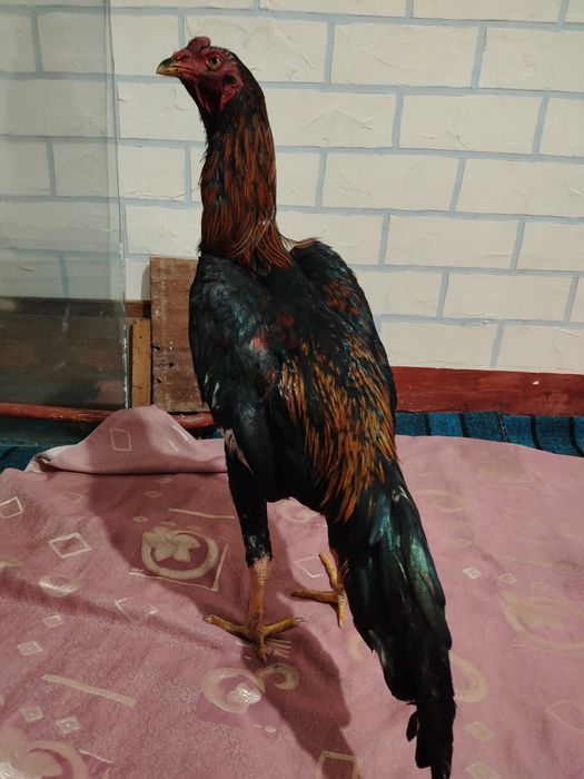 Dakan xo'roz sotiladi