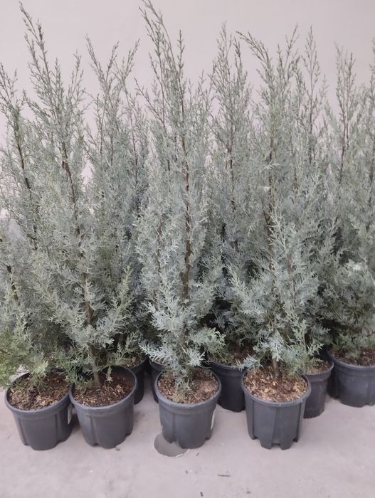 Азалия, Магнолия, Глициния Голубика