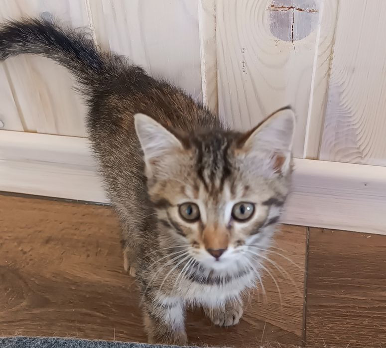 Отдадим котенка в добрые руки