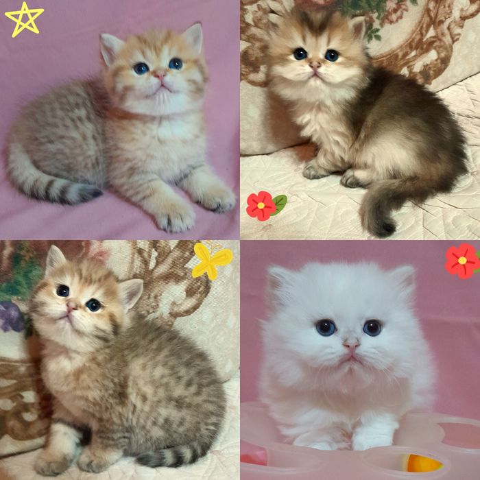 ВЯЗКА.Шикарный чистокровный  британец, серебристая шиншилла.