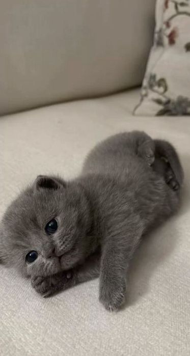 Продается котята