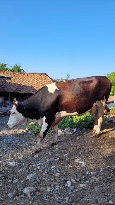 Vaca holstein tanara gestanta