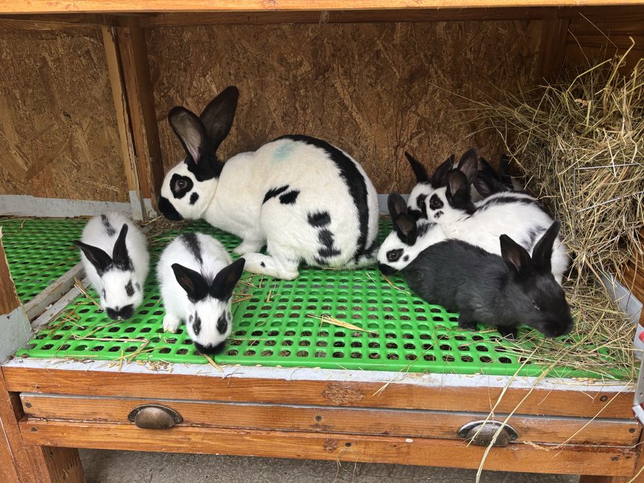 Iepuri Urias Pestrit German ( fluture german)