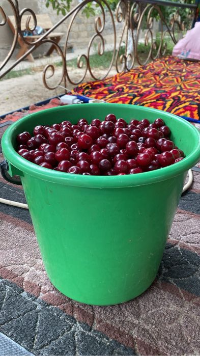 Продам вишню домашнюю