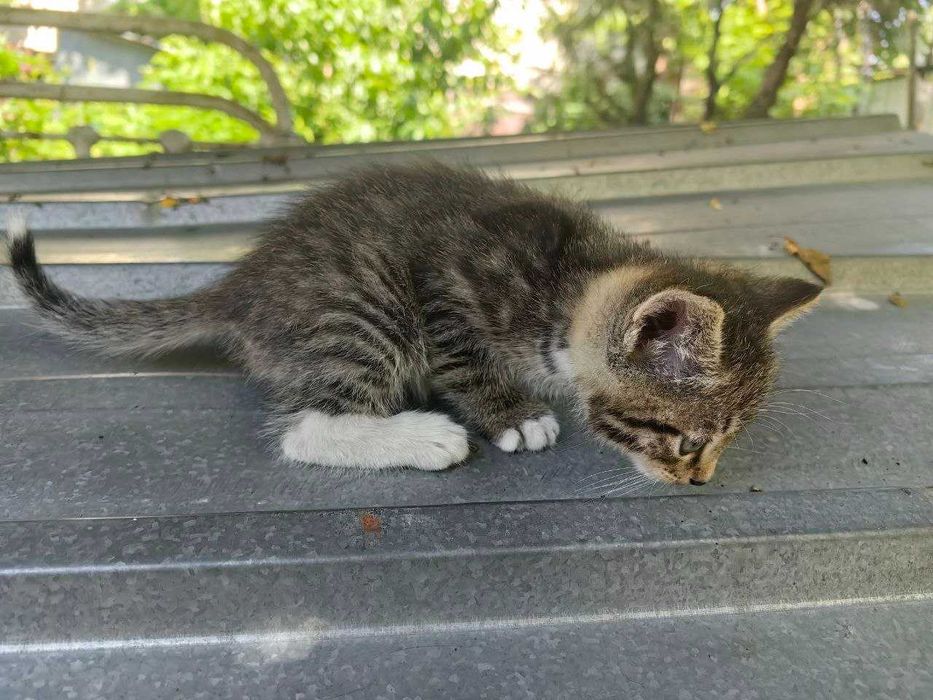 Отдам КОТЯТ, мальчики, Алматы