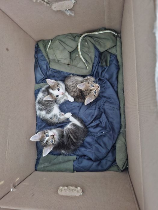 Отдам котят в добрые руки