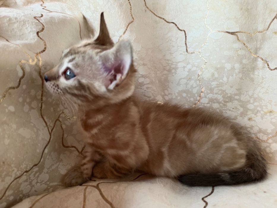 Девочка минк на серебре